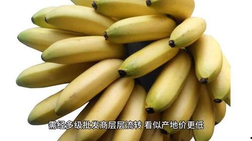 大香蕉国产在线观看,揭秘热门影视资源背后的故事